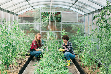 戴手套和照顾温室西红柿的快乐园艺妇女 园艺和花卉栽培图片