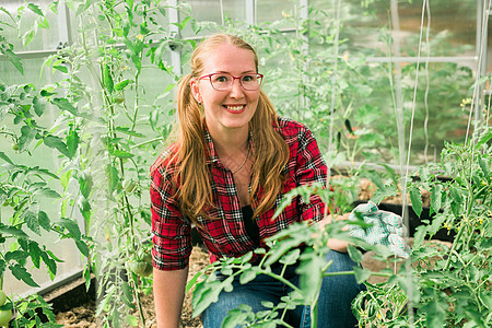戴手套的快乐园艺妇女 在温室照顾西红柿 园艺和花卉栽培院子农场植物蔬菜花艺享受土壤乡下人生长护理图片