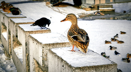 马拉德阿纳斯普拉提尔琴科斯是只鸭子 鸭马勒德站在冰的边缘羽毛蓝色团体动物公园水禽季节家禽反思池塘图片