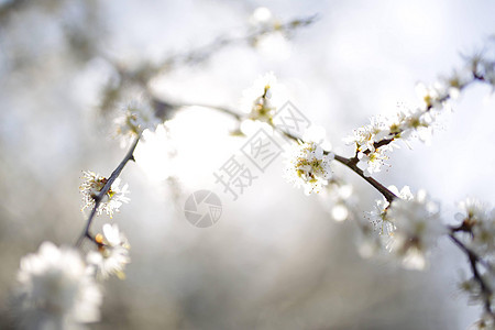 春天盛开的美丽樱花树 自然之美 在阳光明媚的春日户外嫩樱桃枝 开花的白色树 白色开花的春天灌木在阳光下图片