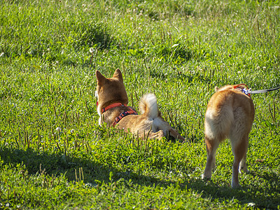 Shiba Inu狗 步行地区弹性哺乳动物乐趣草地女朋友朋友公园羊毛植物娱乐图片