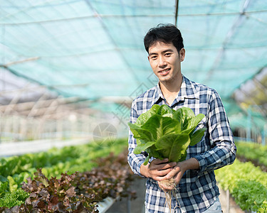 微笑的男园丁在温室花园里拿着一盒新鲜的绿色红色生菜蔬菜 年轻的亚洲农民在水培农场种植中收获天然有机沙拉蔬菜生活方式花园女士园艺采图片