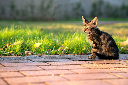 小条纹小猫坐在公园的轨道上 凝视着向侧 复制空间图片