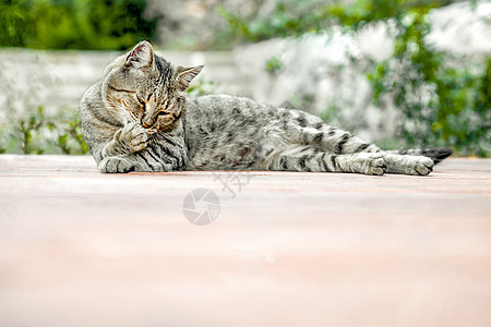 灰色条纹猫躺在阳台地板上放松 舔他的爪子 复制空间图片