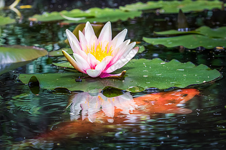 锦鲤荷花Lily Flower开花和在法国Taurny水池上的橘子鱼橙子花头沼泽金鱼水面萼片淡水宠物反射花瓣背景