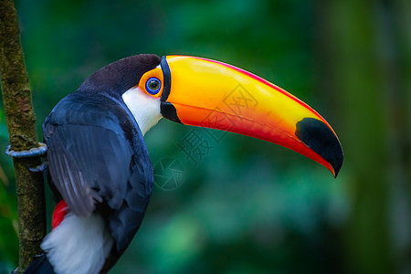 巴西Pantanal岛的Cute Toucan热带鸟类 背景模糊 巴西摄影目的地兽头野外动物湿地羽毛眼睛旅游热带雨林沉思图片