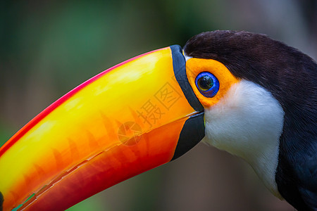 巴西Pantanal岛的Cute Toucan热带鸟类 背景模糊 巴西巨嘴鸟眼睛宠物蓝色目的地野外动物野生动物摄影好奇心旅游图片