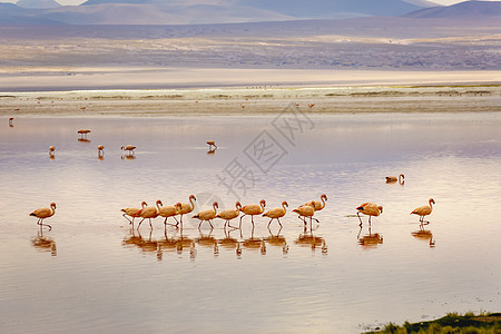 红湖 有Flamingos和火山景观 玻利维亚安第斯山脉天空火烈鸟荒野动物野生动物国际异国旅游目的地风景图片