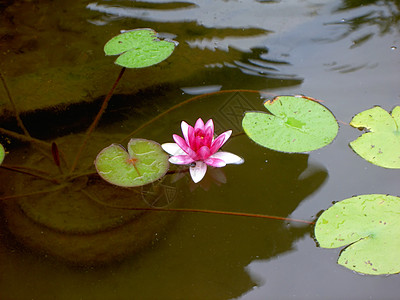 粉粉/白莲花在池塘中漂浮图片