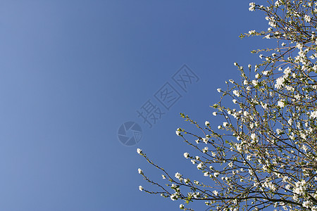 带白花的灌木天空季节性衬套花园模版白色女人味香味季节植物图片