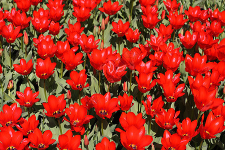 红花花植物弹簧花束背景图片