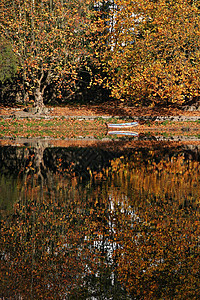 秋天的景象诗歌分支机构镜子树林树干悲伤地毯风景小路阴影图片