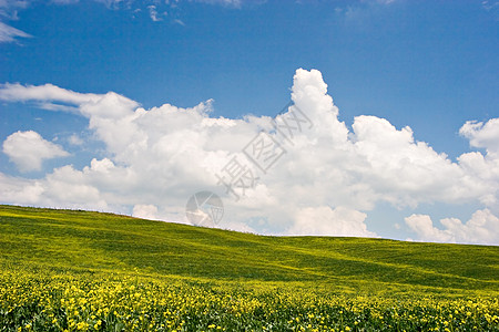 花色景观草地场地天空小麦环境天堂天气生长远景丘陵图片