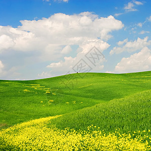 花色景观太阳小麦天堂地平线草地花朵蓝色环境国家牧歌图片