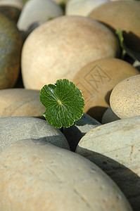 沙滩石头上的小绿花图片