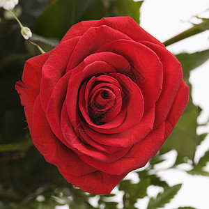 玫瑰香单红玫瑰玫瑰红色花瓣香味静物背景