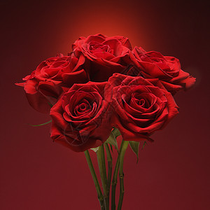 一束红玫瑰花瓣静物红色玫瑰香味花束背景