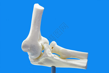 人体肘部解剖模型图片