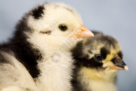 布拉马鸡婴儿羽毛农场背景图片