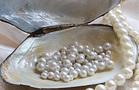 牡蛎和珍珠背景图片