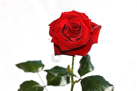红玫瑰礼物花朵园艺生日已婚植物学庆典情人蜜月插花图片