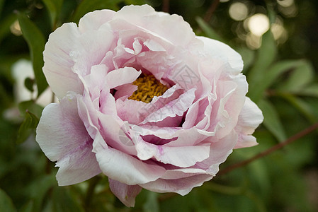 皮尼环境宏观生长花园牡丹栽培花瓣阳光香水芳香图片