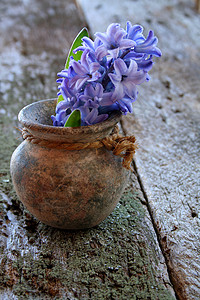 Hyacinth 亚辛树叶花瓣花瓶水滴纹理木头香味乡村砂锅背景图片