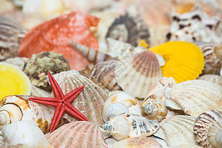 海星和贝壳旅行生活生态海底世界情调动物海岸热带卡片晴天图片