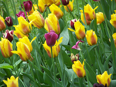 不同的郁金香花园黄色灯泡季节性花瓣绿色生态假期礼物红色图片