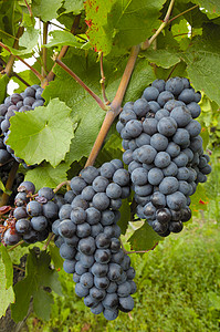 黑葡萄拉子藤蔓生产培育葡萄浆果复仇葡萄园黑色水果图片