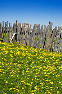 木围栏和黄色花棚背景图片