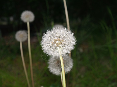 花层花朵种子图片