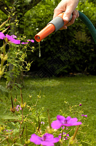 禁止含糖管的禁令管道管子喷嘴灌溉花朵喷雾器危机园艺水滴补给品图片