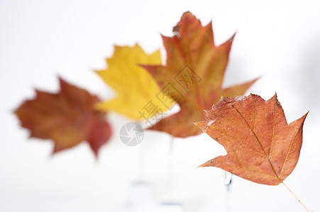 叶子紧闭美丽橙子地面黄色绳索装饰品金子尘世季节图片