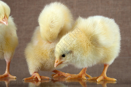 鸡黄色文化生活家禽动物背景图片