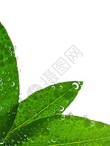 水中的绿叶气泡角落框架生活空气保湿树叶福利飞沫植物图片
