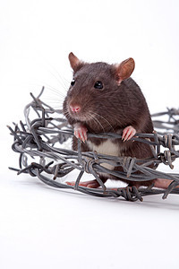 大鼠哺乳动物头发爪子金属障碍边界宠物眼睛灰色白色图片