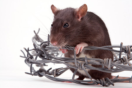 大鼠灰色好奇心耳朵晶须眼睛尾巴头发动物老鼠边界图片