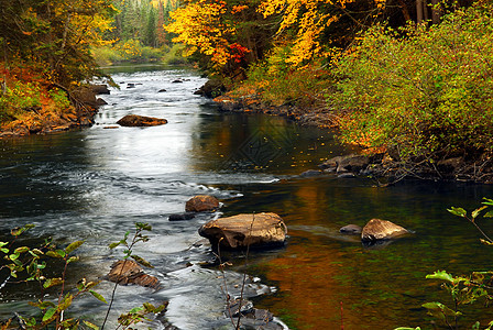秋天的森林河树叶风景橙子溪流国家荒野石头森林树木银行图片
