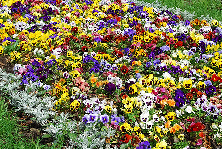 花地毯场地公园黄色美丽花园乡村蓝色土地环境植物图片
