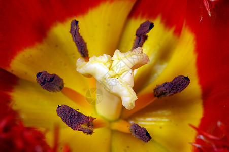 特写红色郁金香花瓣生日季节粉色美丽卡片叶子花束礼物花朵庆典图片