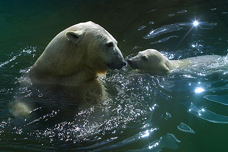 北极熊家庭孩子毛皮动物园妈妈眼睛鼻子乐趣白色游泳哺乳动物图片