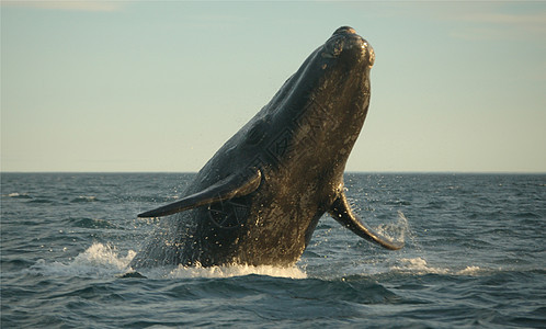 强大的力量游泳哺乳动物飞行金字塔活力动物海洋生活背景图片