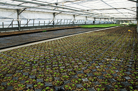 温室栽培地球商业花瓶绿色生长寝具农业气候点燃图片