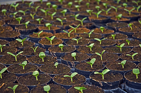 小型工厂生长地球叶子寝具花瓶培育幼苗气候用品土壤图片