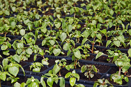 小花花植物培育绿色生长农场花园用品农业寝具花瓶气候图片