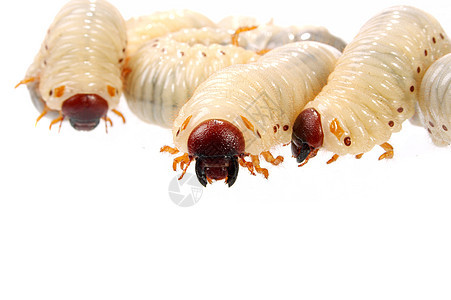 公鸡切学校蛴螬动物学动物殖民地错误甲虫昆虫翅膀食物图片