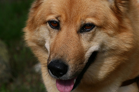 狗眼棕色眼睛眼泪猎犬动物小狗图片