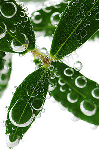 水合物水中的绿叶保湿植物树叶生活治疗润肤空气活力枝条福利背景