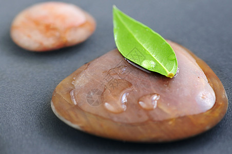 锌石叶子树叶药品植物平衡生活宏观飞沫措施水滴图片